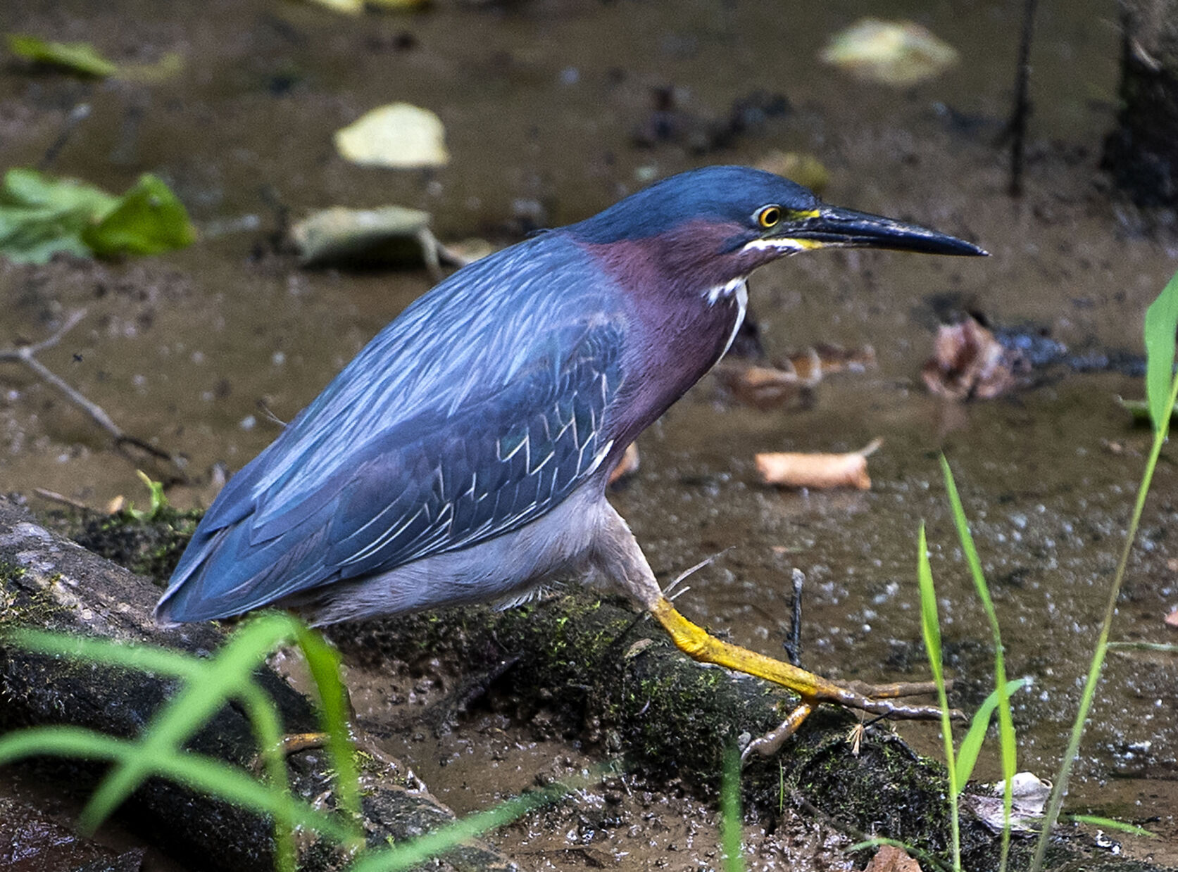 Sugar Hollow Heron